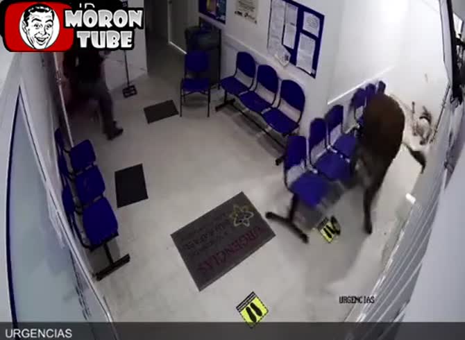Video :Patients are attacked by a bull in a hospital waiting area